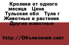 Кролики от одного месяца › Цена ­ 300 - Тульская обл., Тула г. Животные и растения » Другие животные   